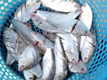 Loại cá ở quê "tốt hơn cá hồi", giá chỉ vài chục nghìn/kg thành đặc sản ở thành phố, giàu omega-3 mẹ bầu đừng bỏ qua!