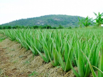 Nghề lạ ở Việt Nam: Cây dại mang về trồng hái ra tiền, thu hoạch quanh năm, thành đặc sản giải nhiệt mùa hè