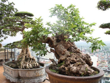 Cây ăn quả ở quê lên chậu thành bonsai độc lạ, có cây giá 1,7 tỷ, vừa đẹp vừa mang đến nhiều phước lộc