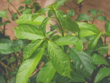Cây dại mọc hàng rào thành đặc sản mùa hè, 70.000 đồng/kg được ưa chuộng vì hương vị lạ, có tiền cũng khó mua được