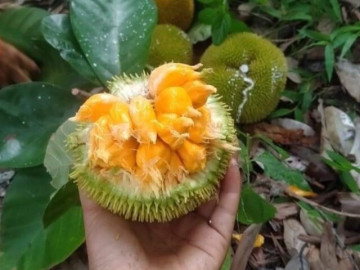 Loại quả xưa chín rụng không ai ngó ngàng, nay thành đặc sản mùa hè có vị chua ngọt hấp dẫn, 90.000 đồng/kg