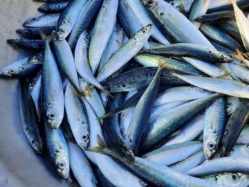 Loại cá giá rẻ ở chợ giàu sắt hơn thịt bò, nay thành đặc sản được người thành phố "săn lùng", bà bầu không nên bỏ qua!
