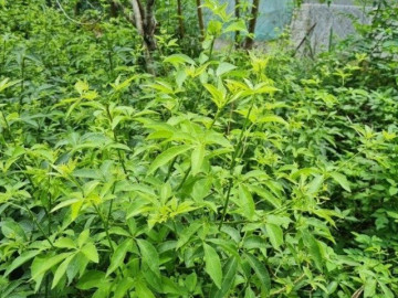 Nghề lạ ở Việt Nam: Mang cây dại được mệnh danh nhân sâm rừng về trồng, hái ngọn bán quanh năm thành đặc sản, nhiều người lãi to