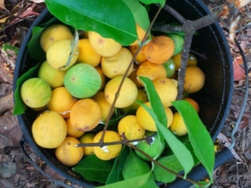 Loại quả mọc bờ bụi xưa không ai ngó ngàng, nay thành đặc sản mùa hè có vị chua ngọt hấp dẫn, 150.000 đồng/kg