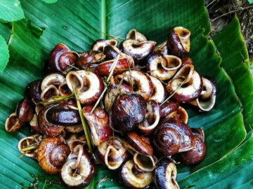 Lộc trời xuất hiện khi trời mưa, nay thành đặc sản có hương vị lạ được ưa chuộng giá 100.000 đồng/kg, tốt cho sức khỏe