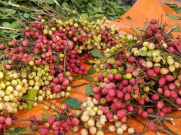 Loại quả xưa rụng đầy không ai biết đến, nay thành đặc sản mùa hè có vị chua ngọt hấp dẫn được ưa chuộng, 90.000 đồng/kg