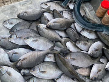 Đặc sản nghe tên "sợ khiếp vía", xưa không ai biết đến nay được người thành phố ưa chuộng vì hương vị đặc biệt, 200.000 đồng/kg