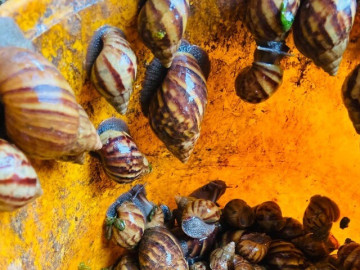 Đặc sản nghe tên "sợ khiếp vía", xưa không ai dám ăn, nay là món thơm ngon được ưa chuộng, 120.000đồng/kg