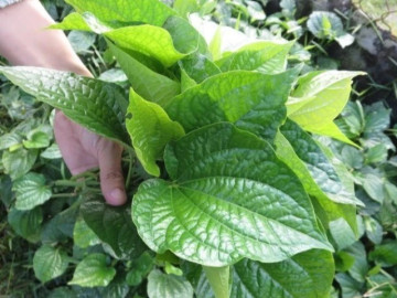 Loại lá mọc bờ rào toả mùi thơm đặc biệt tốt ngang nhân sâm, thuốc bổ, làm nhiều món đặc sản, tốt cho sức khoẻ