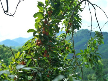 Loại quả dại xưa rụng đầy gốc, nay thành đặc sản mùa hè có vị chua ngọt hấp dẫn được ưa chuộng, 60.000 đồng/kg