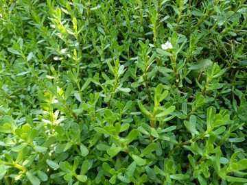 Cây dại mọc bờ bụi xưa không ai ngó ngàng, nay thành đặc sản được ưa chuộng giá 70.000 đồng/kg, quanh năm đều có