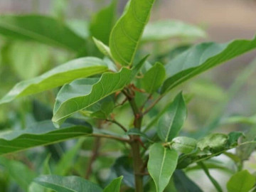 Sức khỏe - Loại lá mọc bờ rào xưa không ai ngó ngàng, nay thành món đặc sản được ưa chuộng ở thành phố, tốt cho sức khỏe