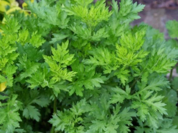 Cây dại mọc bờ bụi, vị nhẩn đắng nhưng được ví như nhân sâm, thuốc bổ, nay thành đặc sản nổi tiếng được ưa chuộng