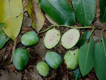 Loại quả dại xưa rụng đầy không ai ngó ngàng, nay thành đặc sản có hương vị lạ giá 140.000 đồng/kg, tốt cho sức khỏe