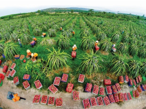 Tỉnh nào là "thủ phủ" thanh long của cả nước, nơi có ngọn hải đăng cổ nhất Đông Nam Á, giữ kỷ lục cao nhất Việt Nam?