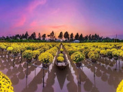 Tin tức - Tỉnh nào được mệnh danh “vùng đất sen hồng”, nơi lưu giữ dấu tích của vua Gia Long, ghi nhiều công lớn vang danh sử Việt?