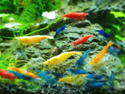 Tin tức - Nuôi con vật tí hon, kích cỡ chưa bằng ngón tay, nhiều "anh nông dân" thu về hàng chục triệu đồng/tháng