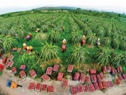 Tin tức - Tỉnh nào là “thủ phủ” thanh long của cả nước, nơi có ngọn hải đăng cổ nhất Đông Nam Á, giữ kỷ lục cao nhất Việt Nam?