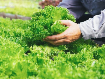 11 thực phẩm quen thuộc có thể chứa cả ổ ký sinh trùng, được ưa chuộng vì ngon miệng, bán đầy ở chợ Việt