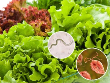 Loại rau nào là ổ chứa ký sinh trùng nhưng hay được ăn sống, ở chợ Việt bán đầy với giá từ 5.000 đồng?