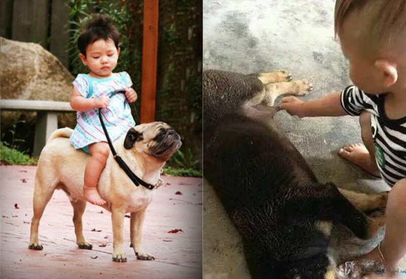 Trong gia đình, ngoài bố mẹ thì những "búp măng non" còn có mối liên kết đặc biệt, nhiều tương tác đáng yêu với những thú cưng. Loạt ảnh hài hước giữa "khối nghỉ hè" và "khối trông nhà" sau đây sẽ khiến nhiều người cười té ghế.