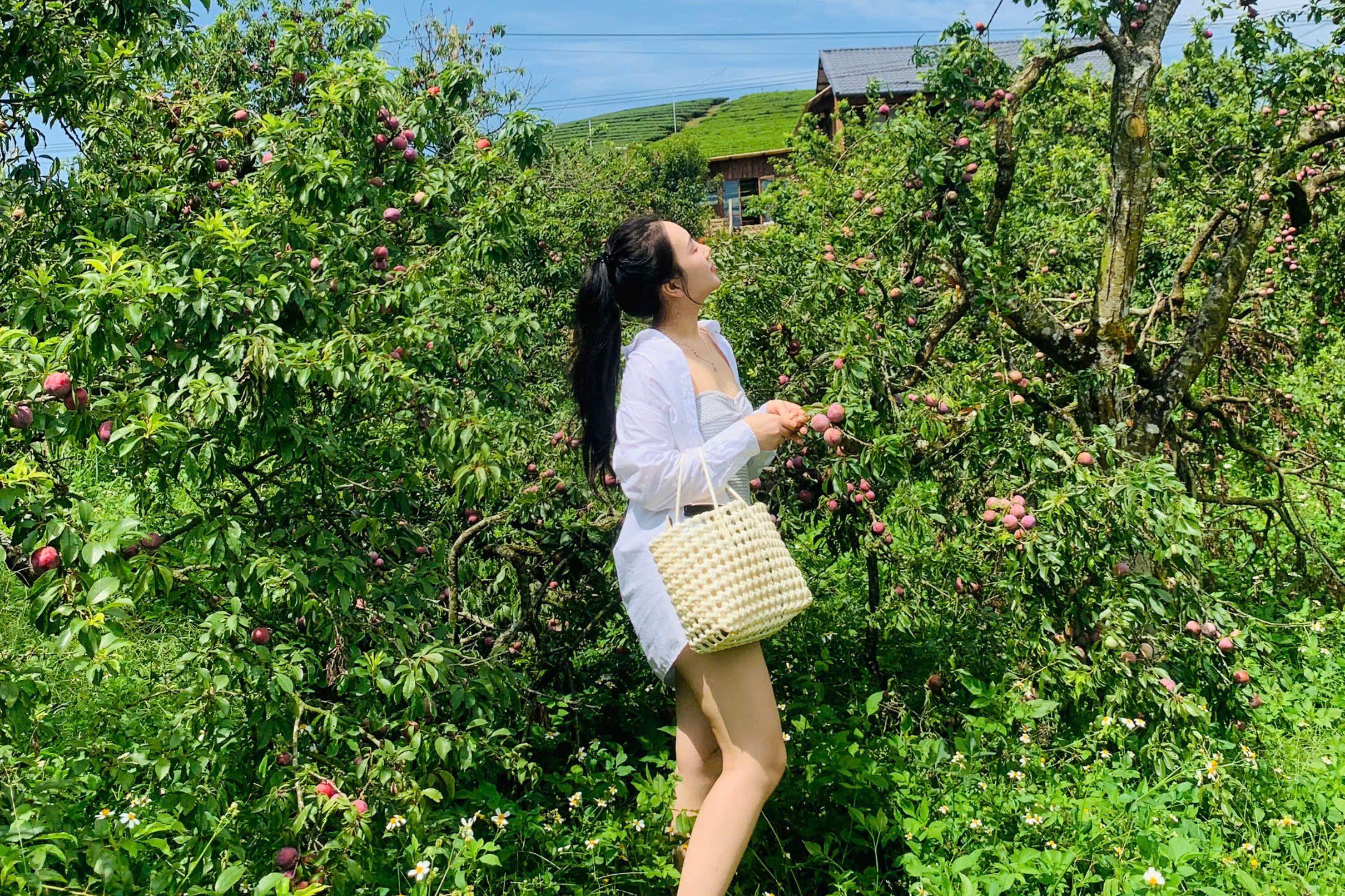 Bỏ phố về cao nguyên, cặp vợ chồng trẻ chi 2 tỷ đồng xây ngôi nhà gỗ đẹp như tranh giữa đồi chè xanh ngát - 12