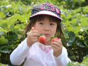 Yêu con - Loại quả vừa đẹp vừa thơm, dinh dưỡng top đầu, Việt Nam trồng đầy 300 nghìn/kg, trẻ nào cũng mê