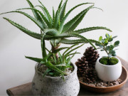 Nhà đẹp - 3 loại cây được ví như điều hòa, trồng trong nhà mỗi tháng gia chủ giảm hẳn 50% hoá đơn tiền điện