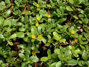 Loại rau xưa cho lợn ăn, giờ thành đặc sản mẹ Việt ưa chuộng trong dịp hè, cứ nấu cháo là trẻ ăn sạch bát