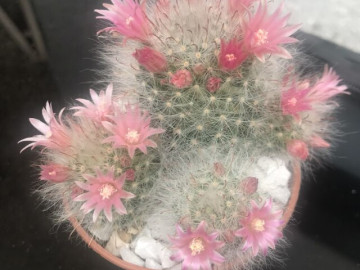 Người thông minh sẽ không trồng 3 loại hoa này trong nhà, dù hoa nở rất đẹp, nâng tầm thẩm mỹ không gian sống