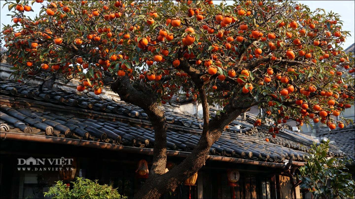 Theo người xưa, quả hồng tượng trưng cho may mắn và thuận buồm xuôi gió