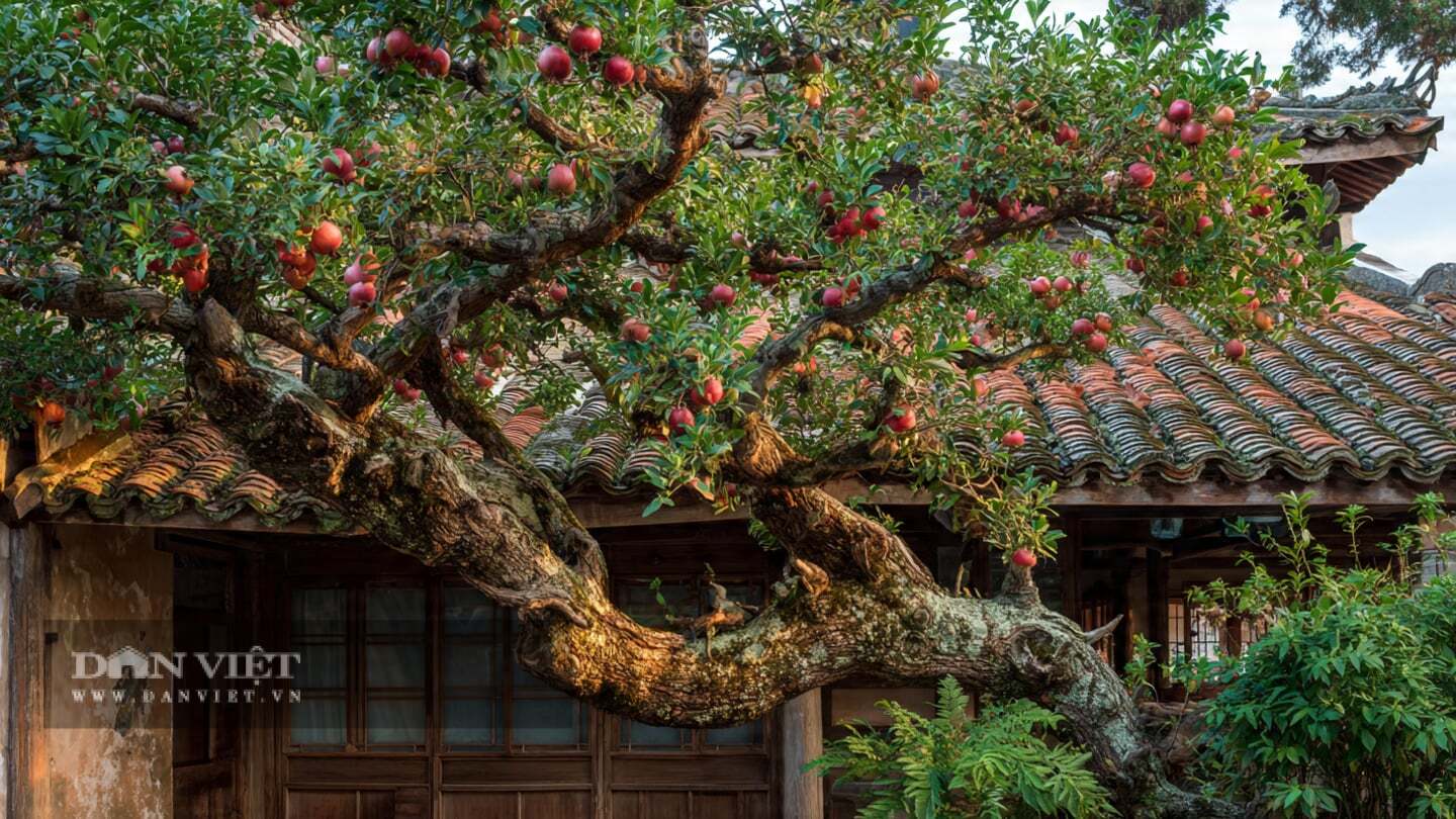 Theo người xưa, quả màu đỏ tươi tượng trưng cho cuộc sống sung túc và dòng chảy tài lộc liên tục.