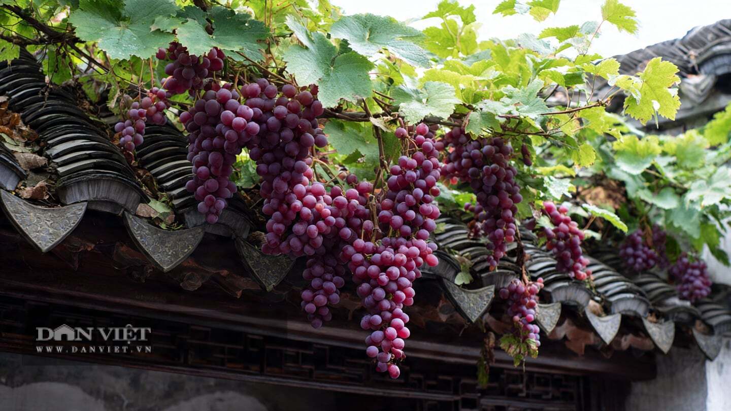 Người xưa khuyên trồng cây nho trong sân để mang lại may mắn