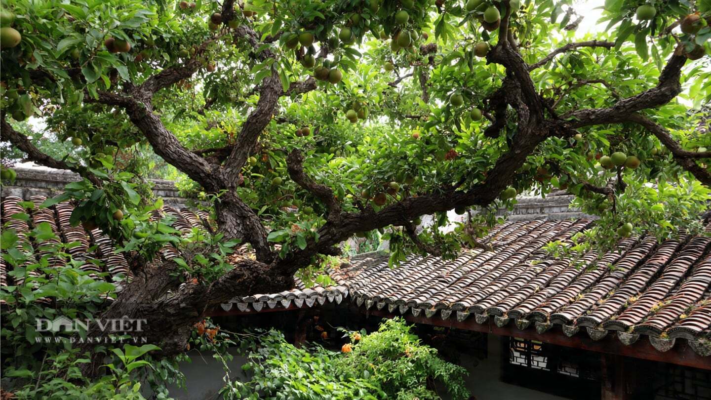 Người xưa cho rằng, cây táo tàu tượng trưng cho sự thành công sớm và tương lai tươi sáng.