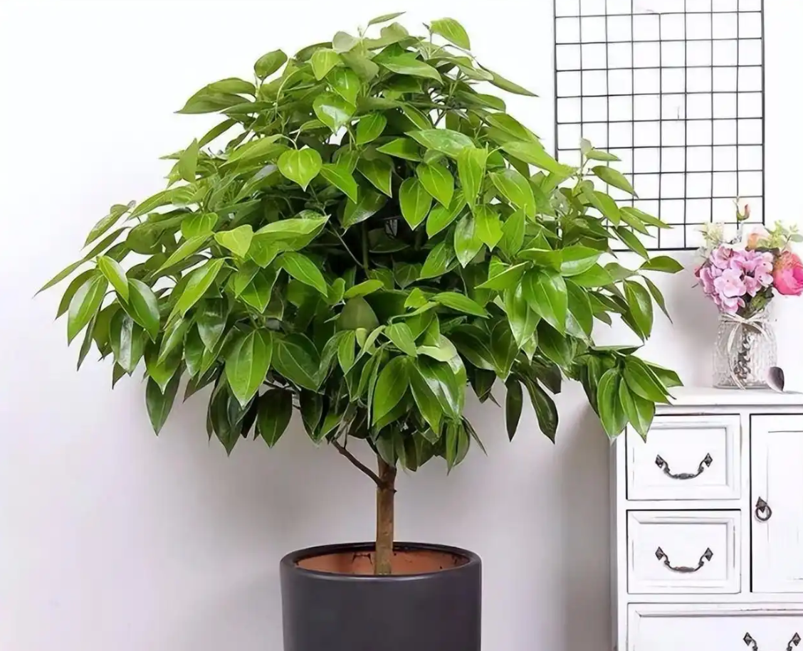 Cây bình an với tán lá xanh mướt, mang thông điệp về sự yên ấm và cân bằng trong không gian sống. Ảnh: Baidu