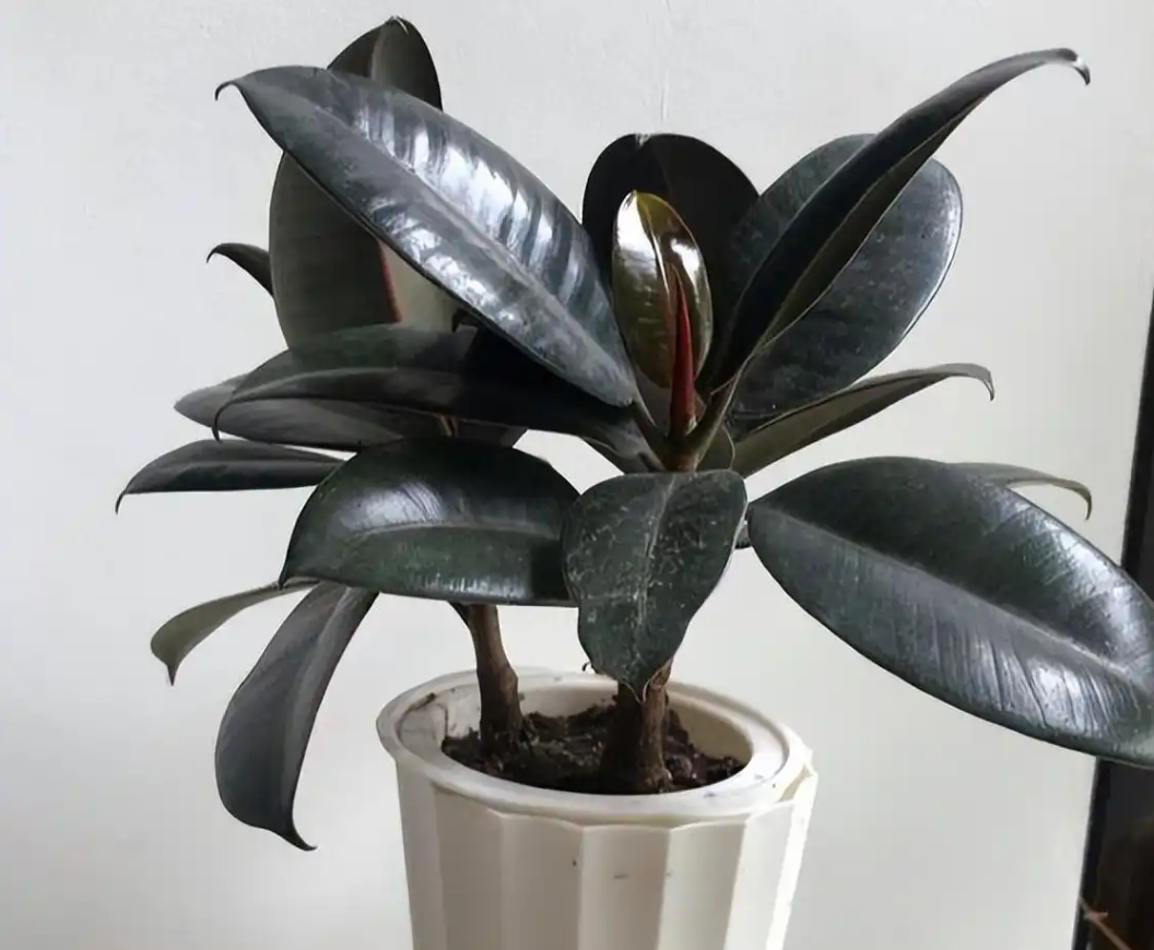 Cây đa búp đỏ nổi bật với lá to, bóng, không chỉ tạo điểm nhấn hiện đại mà còn giúp lọc không khí hiệu quả. Ảnh: Baidu