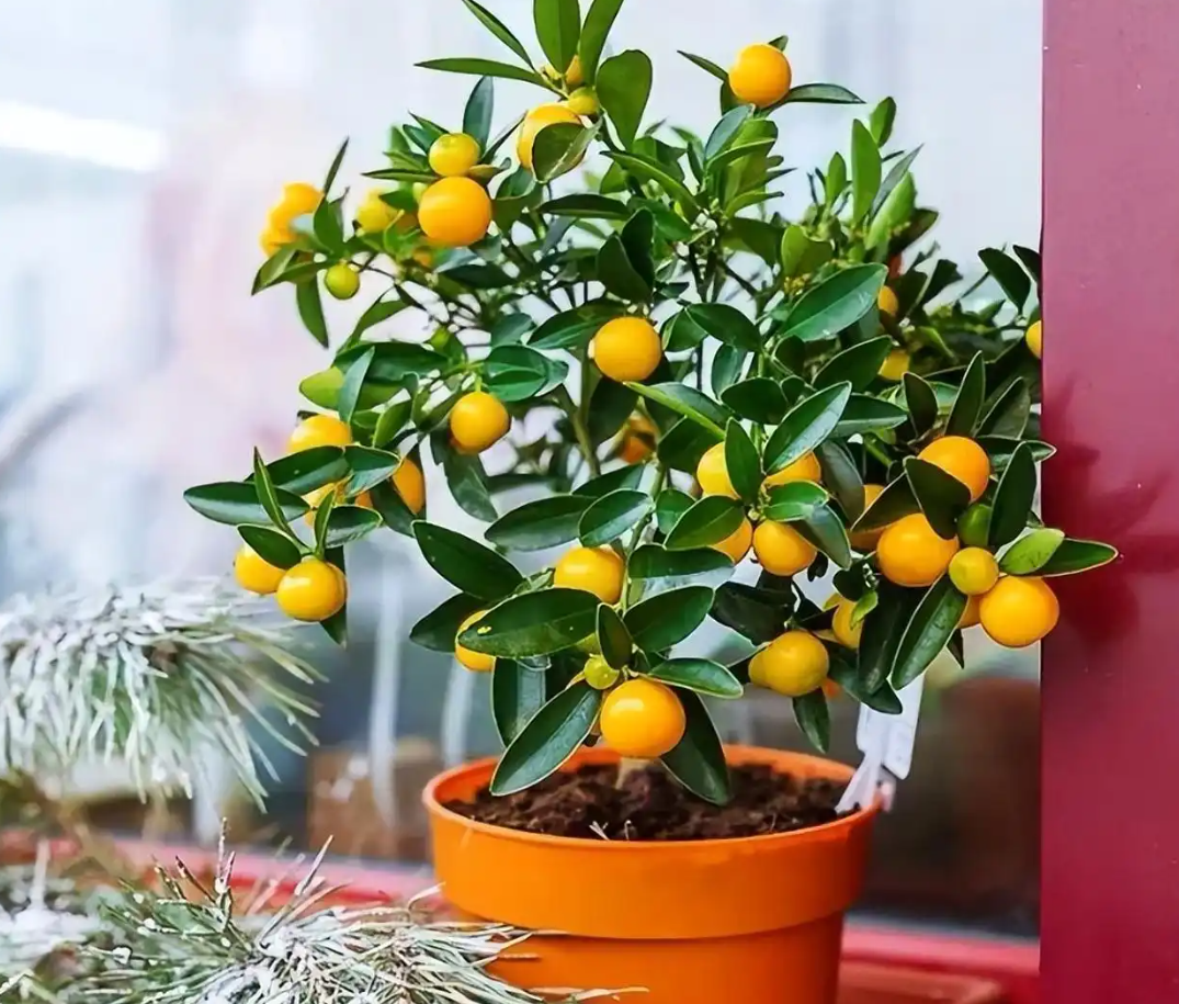 Cây quất sai trĩu quả vàng, biểu tượng quen thuộc của tài lộc, sung túc trong nhiều gia đình Việt. Ảnh: Baidu