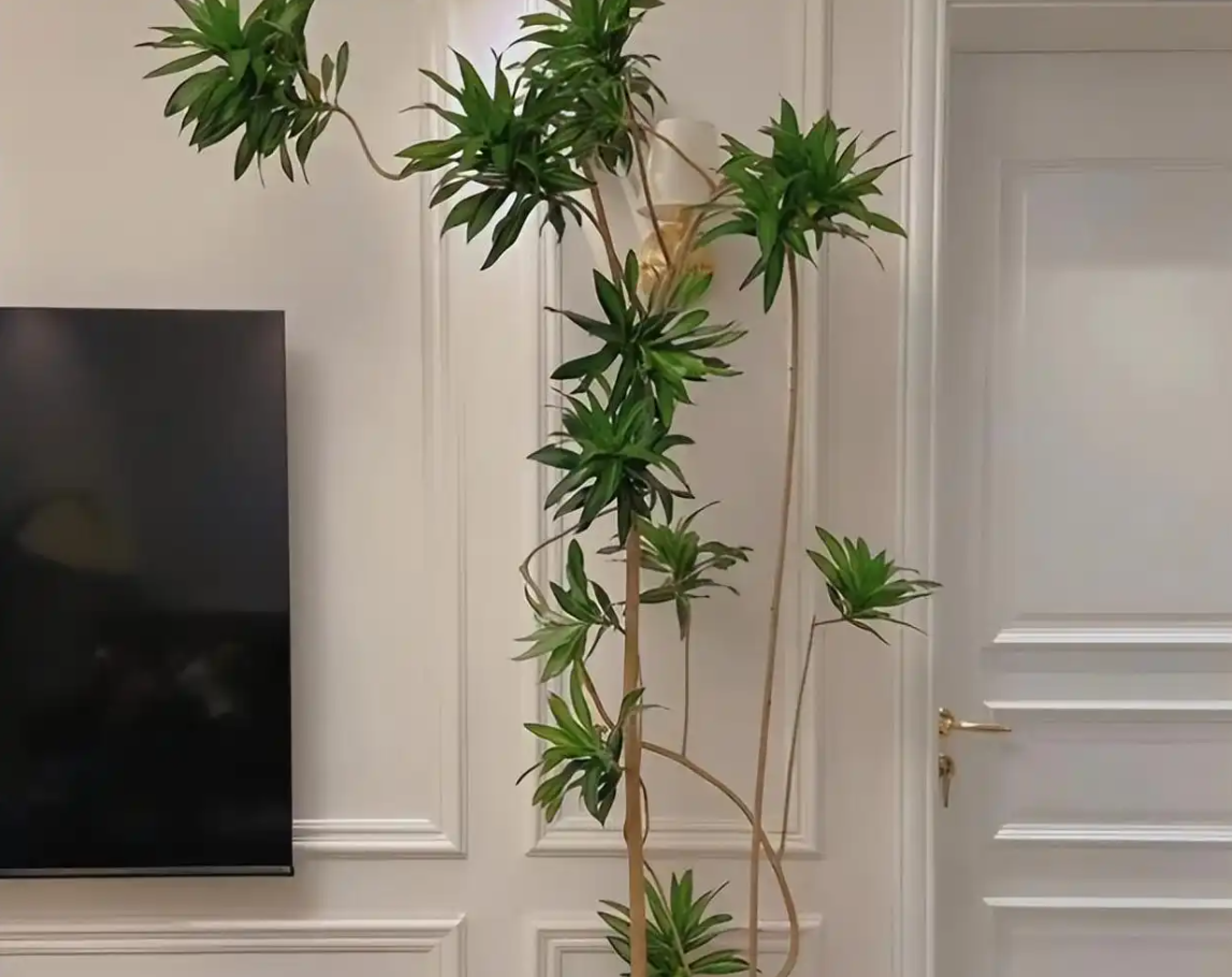 Trúc bách hợp với sắc xanh thanh nhã, được xem là cây phong thủy mang lại sự hanh thông, thuận lợi. Ảnh: Baidu