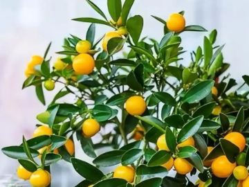 Phòng khách có 5 cây này, nhiều người tin kéo theo tài lộc, bình an và vận may