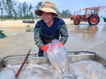 Ngư dân Nghệ An trúng "lộc biển", mỗi ngày thu tiền triệu