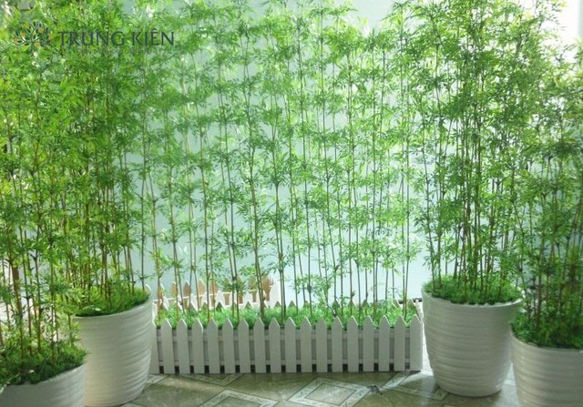 Cây trúc cảnh với dáng bụi cây nhỏ rất thích hợp trồng trước nhà.