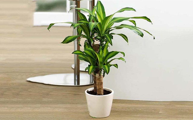 Theo quan niệm dân gian thì cây thiết mộc lan có khả năng trừ tà, xua ma quỷ khá tốt.