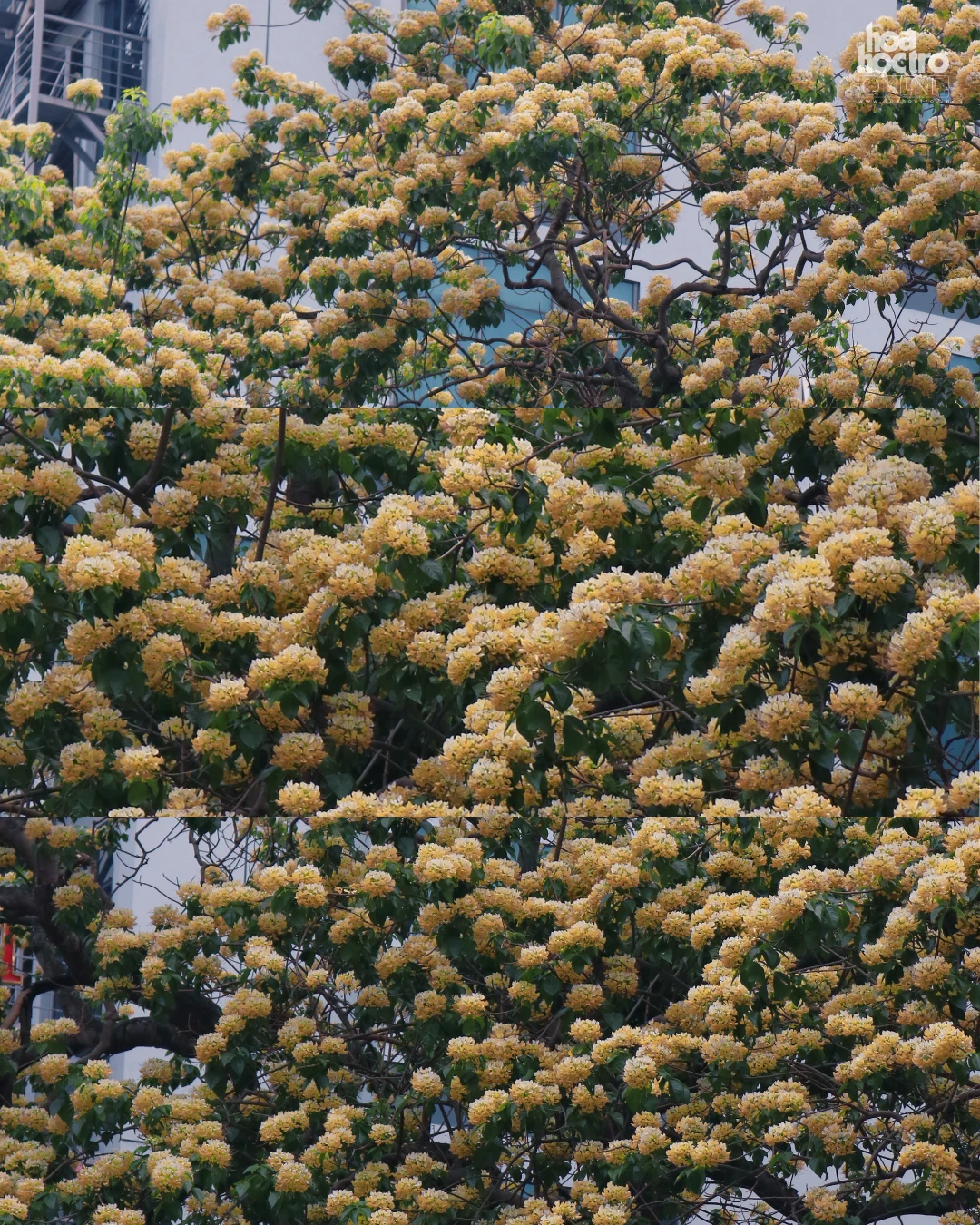 amp;#34;Bản đồamp;#34; hoa tháng 4 Hà Nội: Hoa bún nở rộ, ngoài cây 300 tuổi còn góc check-in nào? - 1