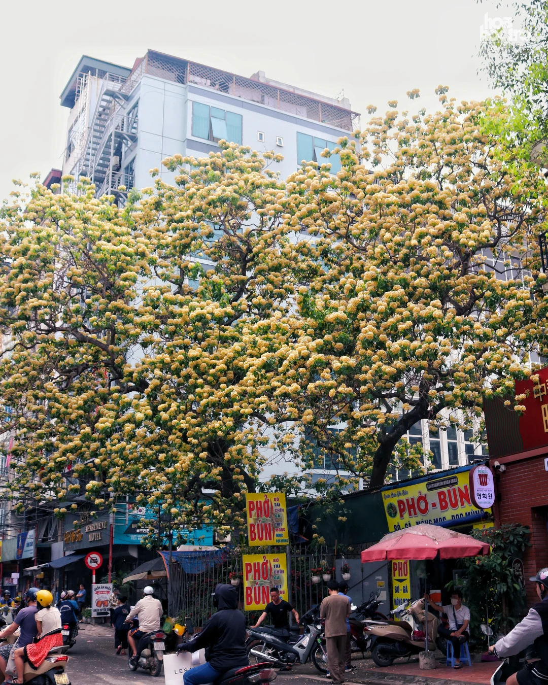 Cây hoa bún 300 tuổi đã nở rộ, hoa vàng sáng rực một góc đường.