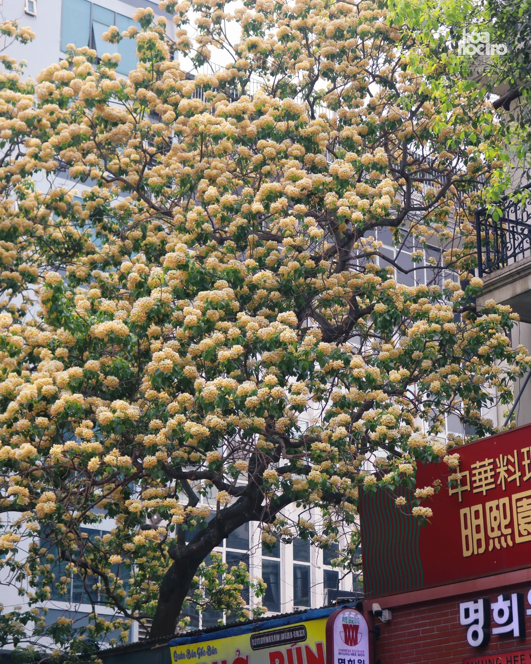 amp;#34;Bản đồamp;#34; hoa tháng 4 Hà Nội: Hoa bún nở rộ, ngoài cây 300 tuổi còn góc check-in nào? - 3