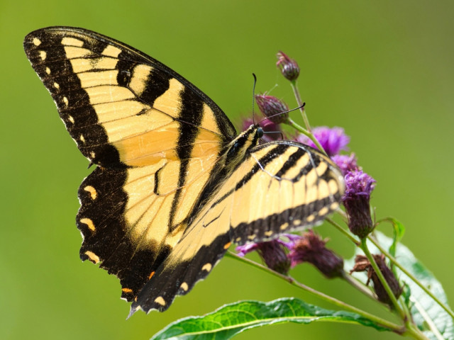 3 khung giờ sinh mang "mệnh an yên": Phụ nữ sinh ra đã có phúc khí, gia đạo êm ấm
