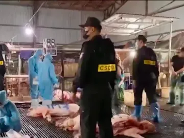 Vụ 300 tấn thịt lợn bệnh: Cảnh báo từ "lỗ hổng" quản lý