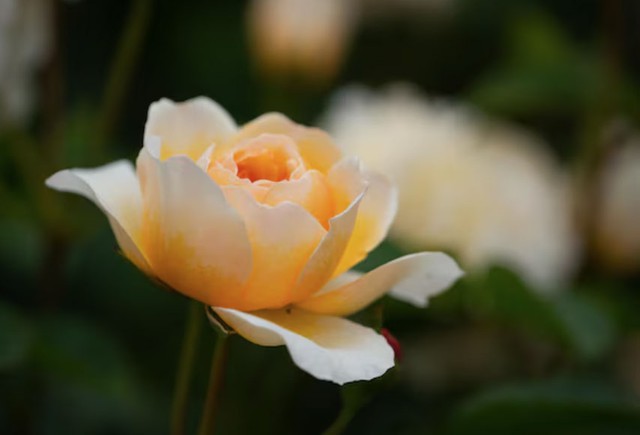 Không chỉ thuận lợi về tài chính, phụ nữ sinh ngày 27 Âm lịch còn có đời sống tình cảm viên mãn. Ảnh minh họa