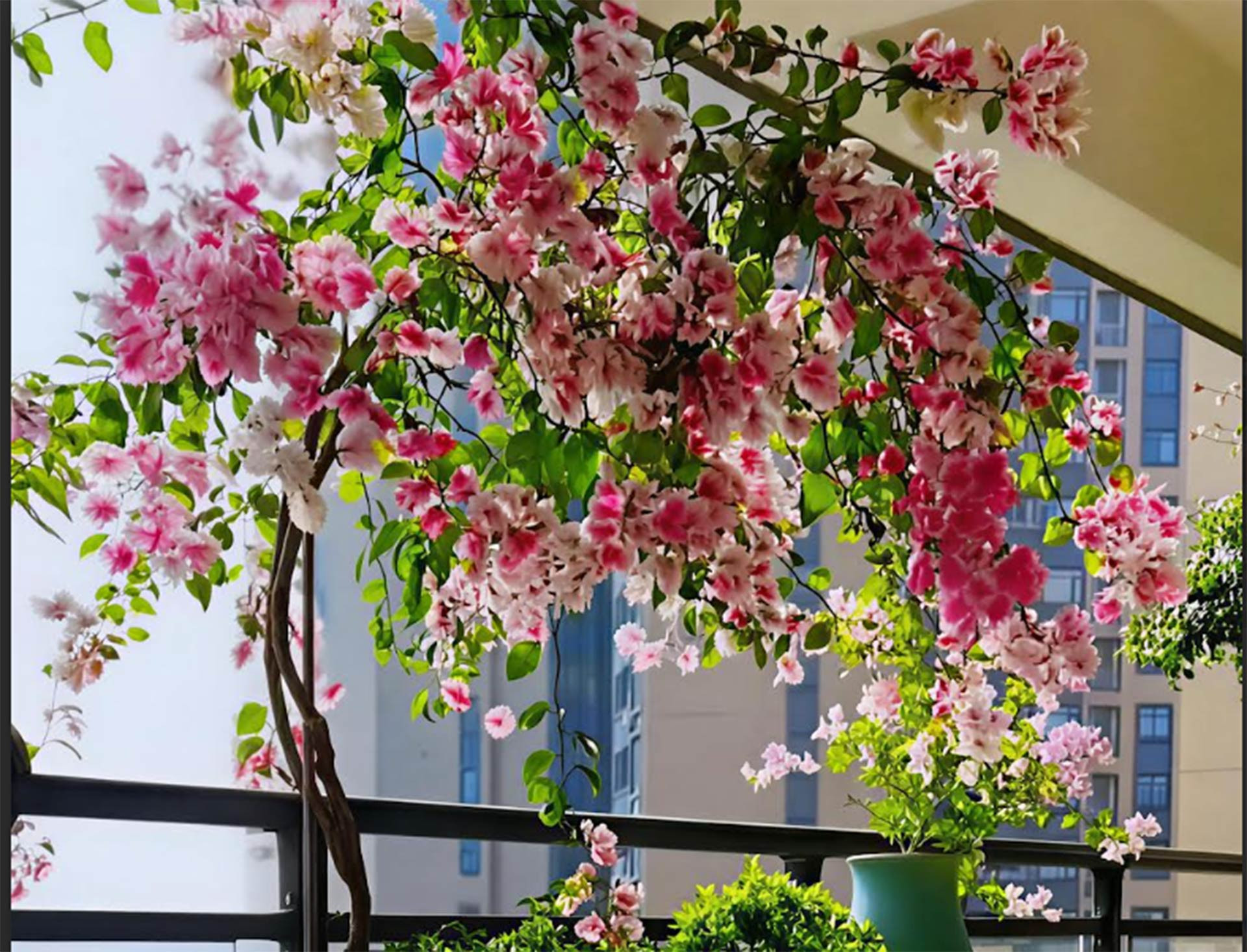 Hoa giấy rực rỡ nở bung trên ban công, mang màu sắc tươi tắn giữa không gian đô thị. Ảnh: Baidu