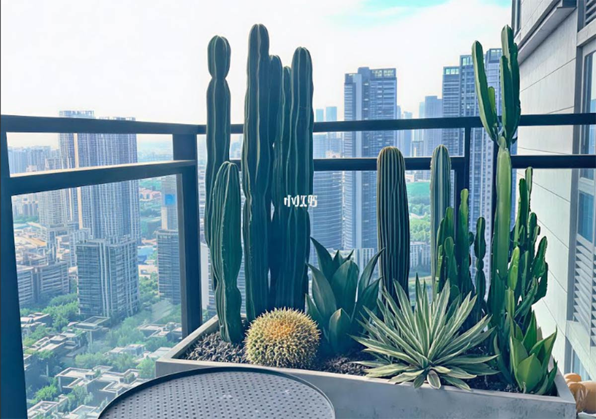 Các cây xương rồng đủ hình dáng độc đáo, thích hợp ban công nắng gắt, vừa trang trí vừa dễ chăm sóc. Ảnh: Baidu